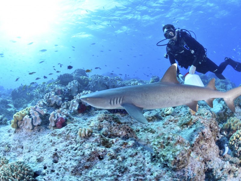 Рифовая акула и человек
