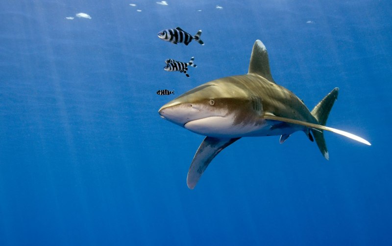 Коралловый риф акула