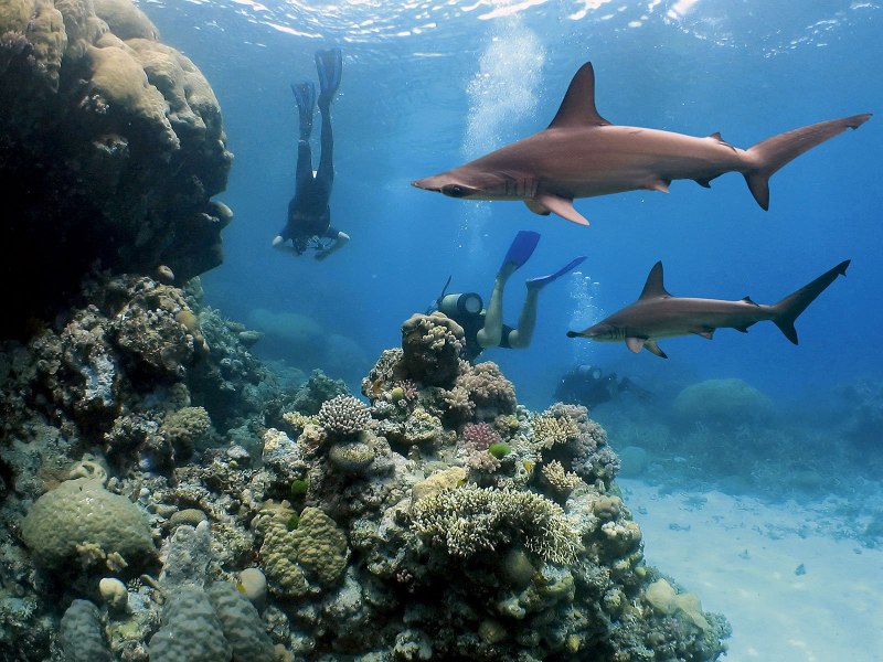Коралловый риф акула