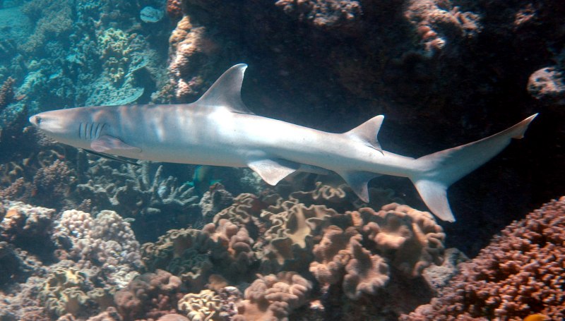 Остров Бора Бора подводный мир