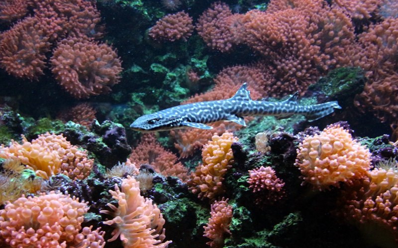 Красное море подводный мир акулы