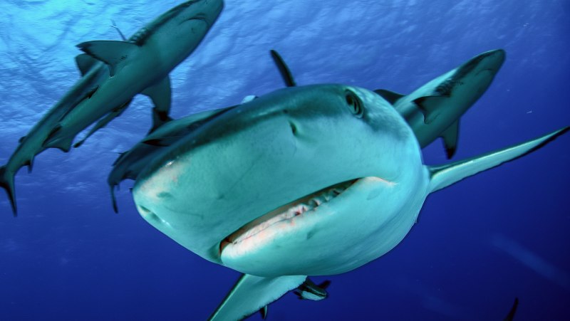 Мальдивы рифы акулы