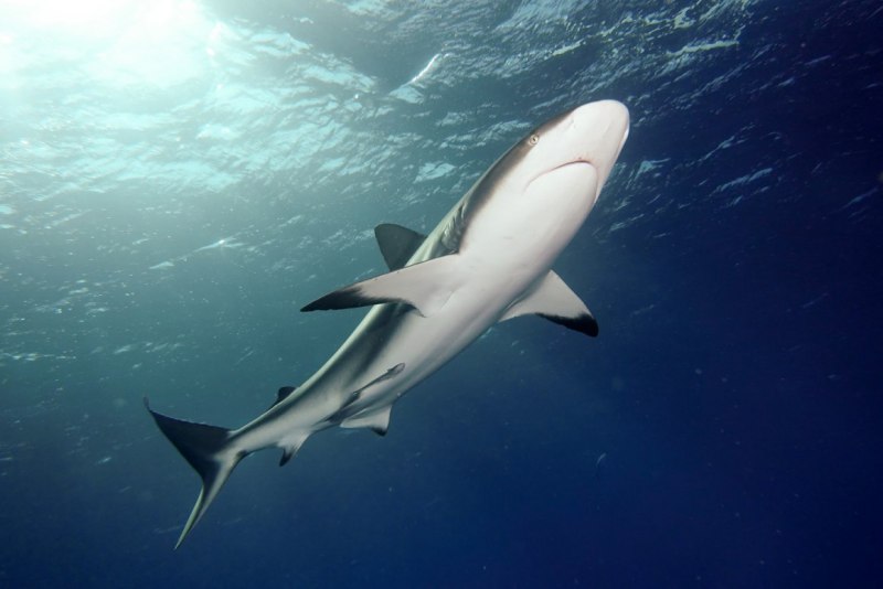 Большой Барьерный риф акулы