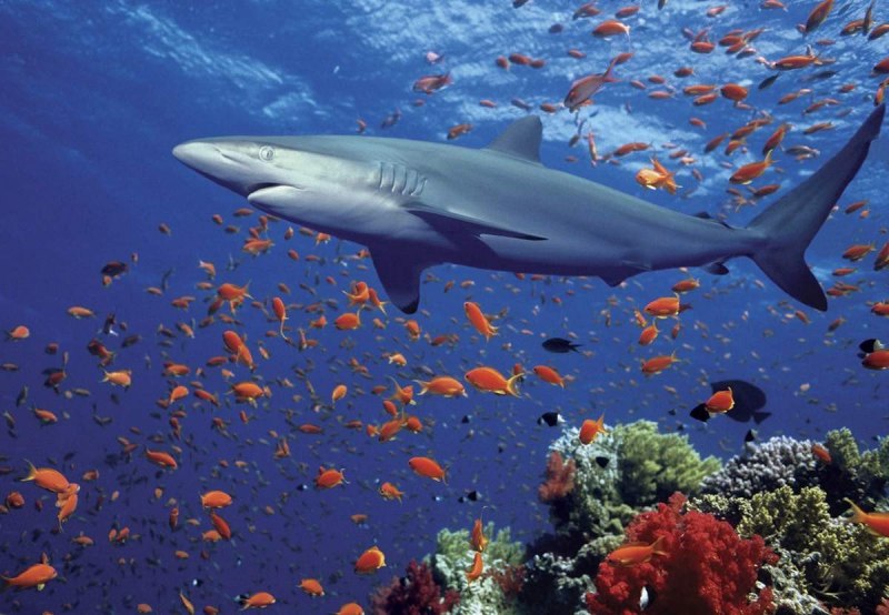 Карибская рифовая акула
