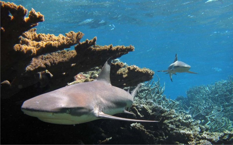 Рифовые акулы в Египте