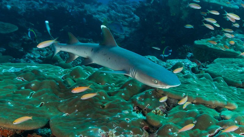 Atelomycterus macleayi