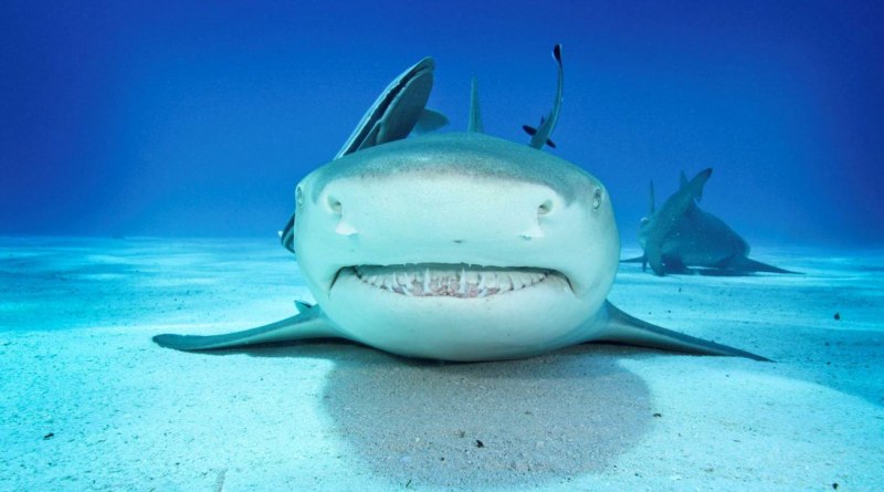 Средиземноморский Катран