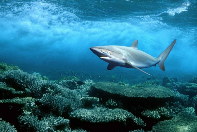 Коралловые рифовая акула