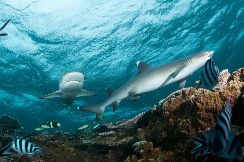 Whitetip Reef Shark