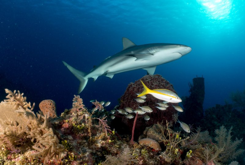 Океаническая рифовая акула