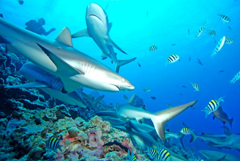 Triaenodon obesus - рифовая акула
