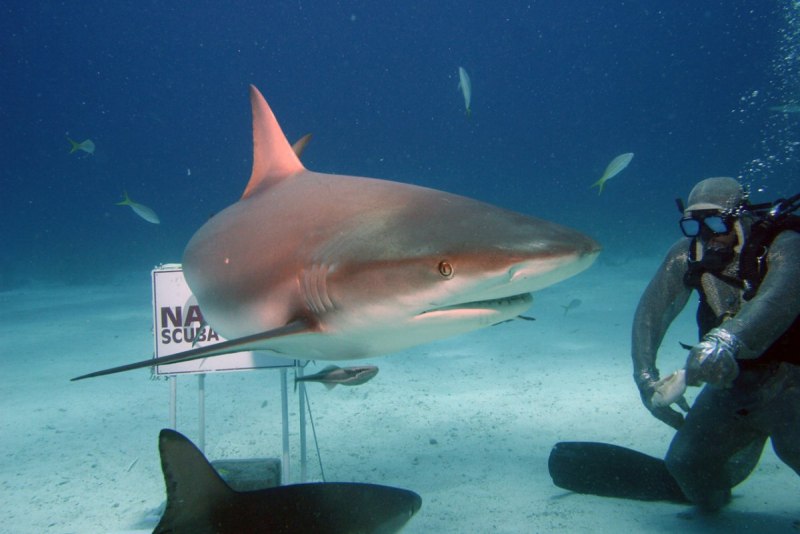 Куба дайвинг сады королевы