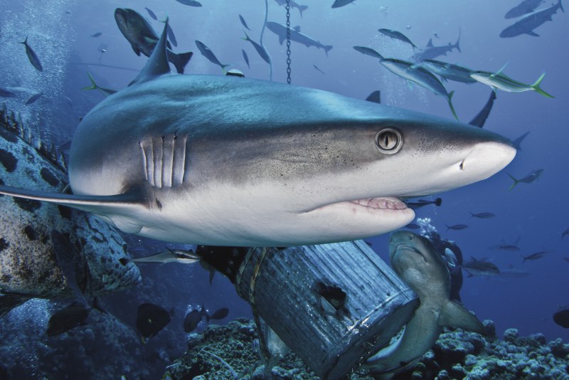 Большой Барьерный риф Австралия акула