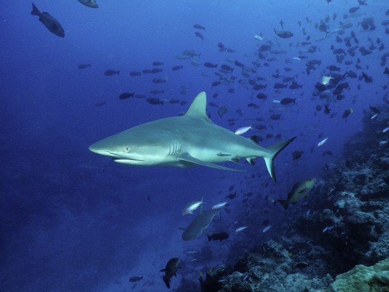 Рифовые акулы на Мальдивах