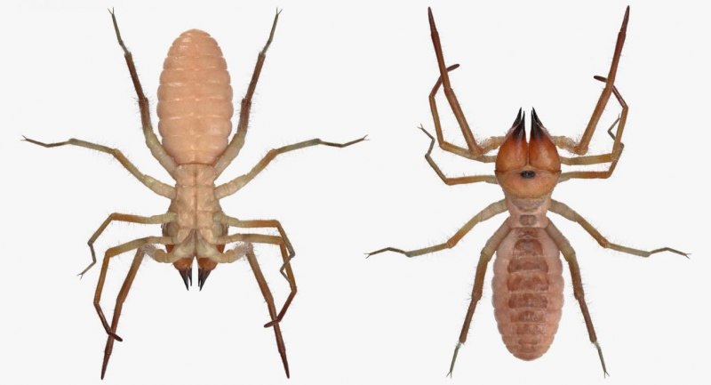 Насекомые и пауки