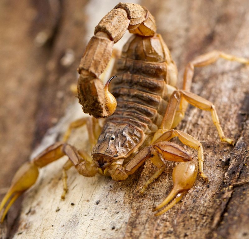 Гигантский паук в Китае
