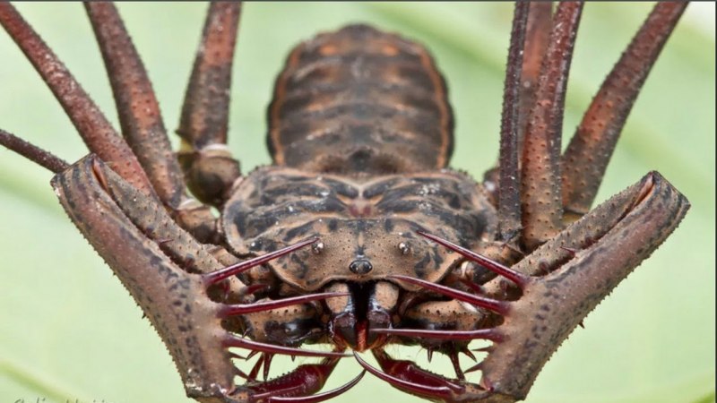 Фрин Дамон варгинатус