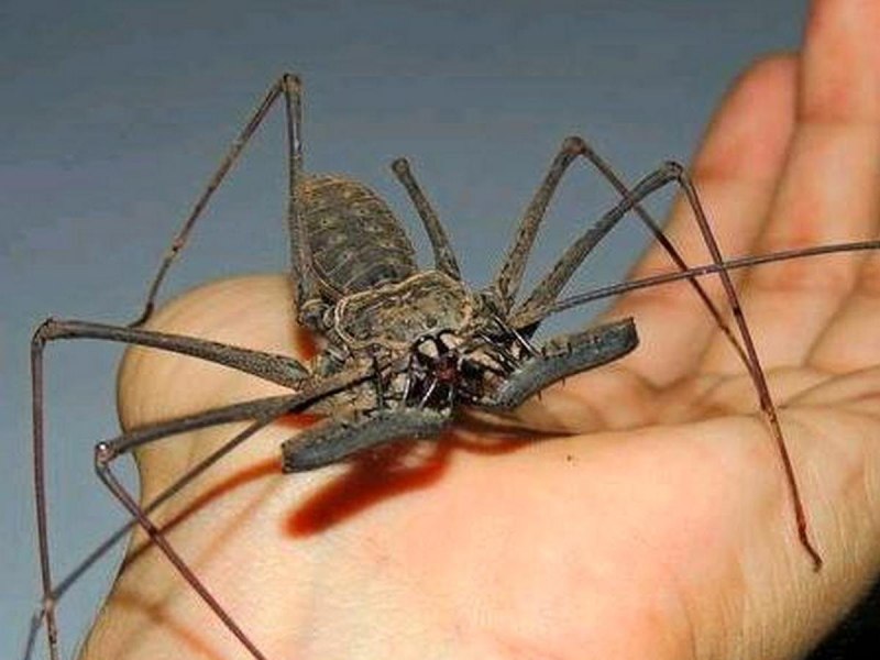 Жгутоногий паук