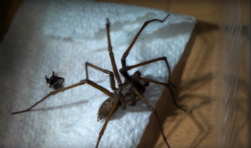 Арагог из Гарри Поттера