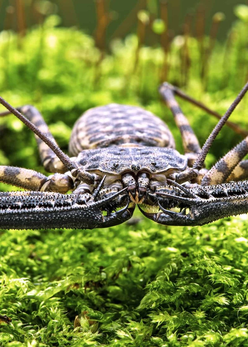 Жгутоногий паук Фрин