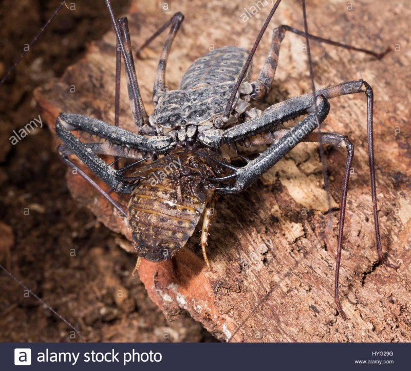 Фрины жгутоногие