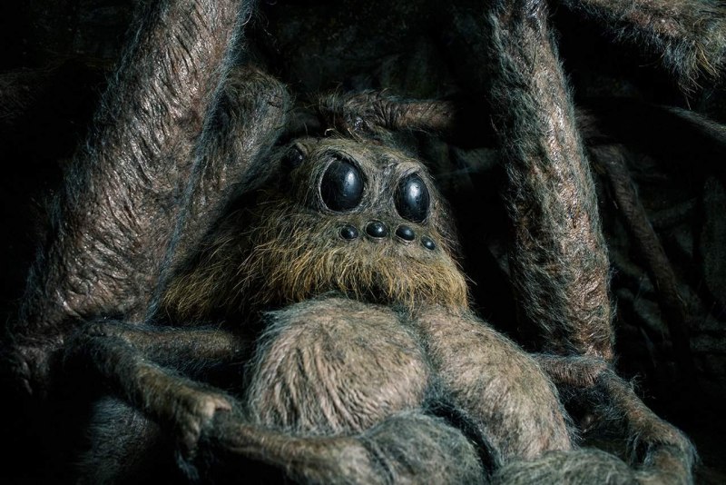 Паук прыгун Лукас