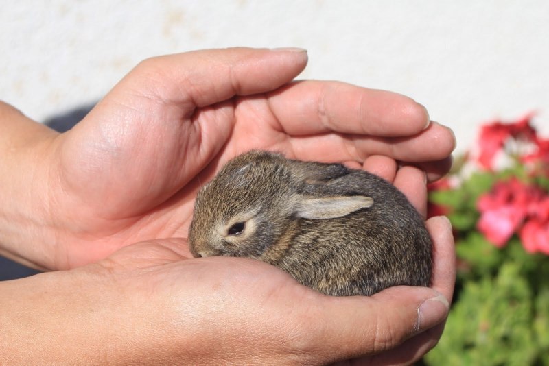 Детёныш кролика
