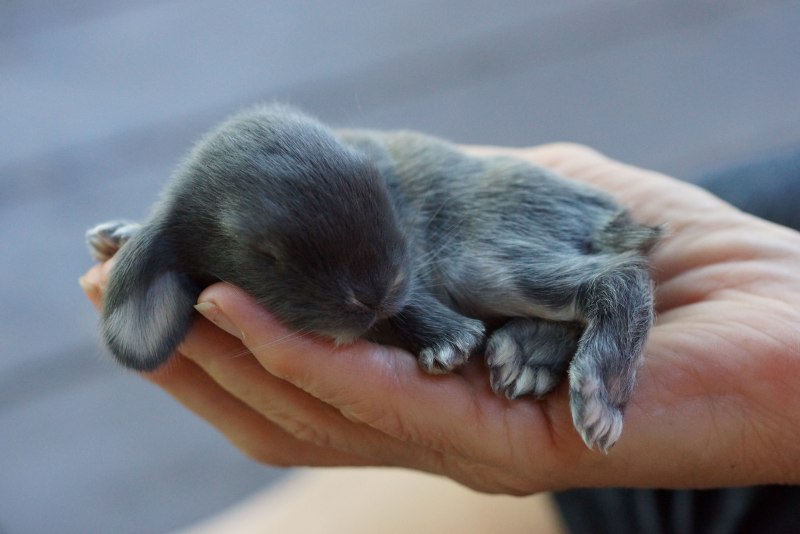 Новорожденный кролик