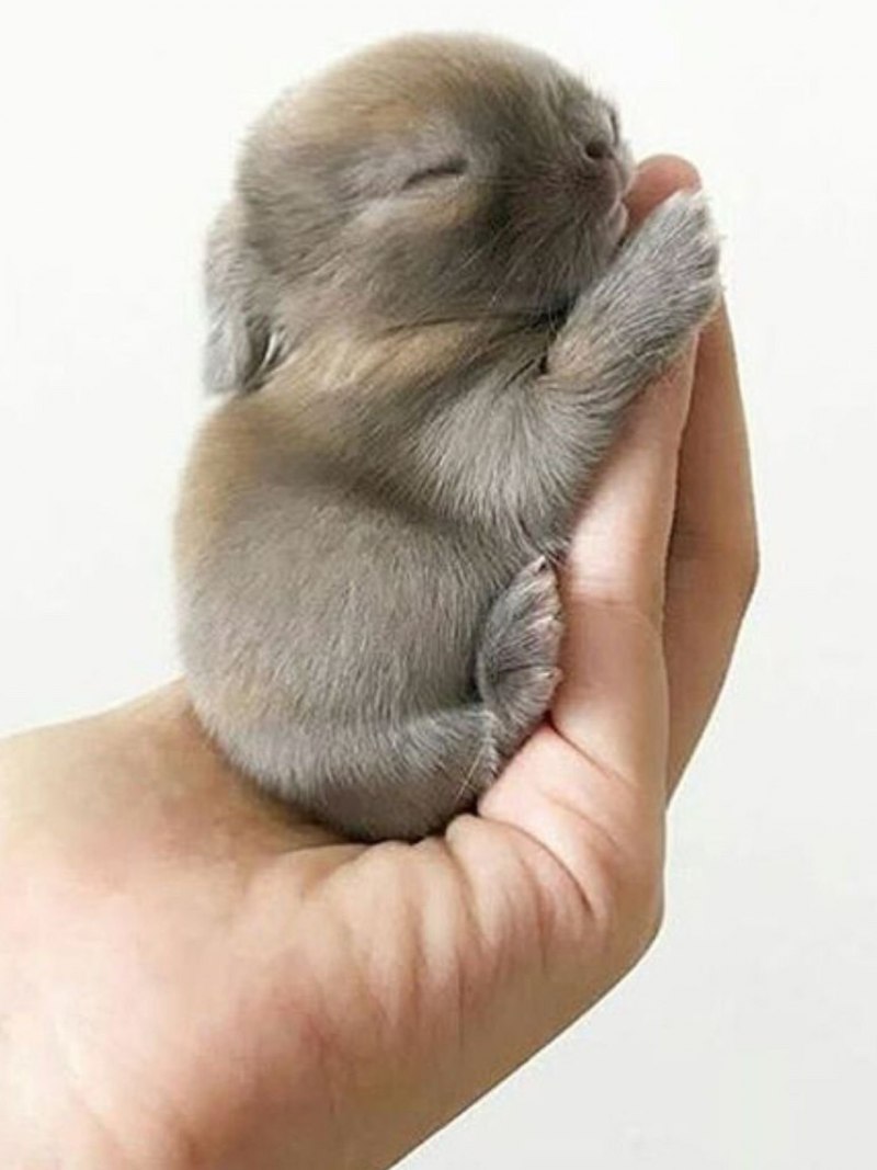 Новорожденные зайчики