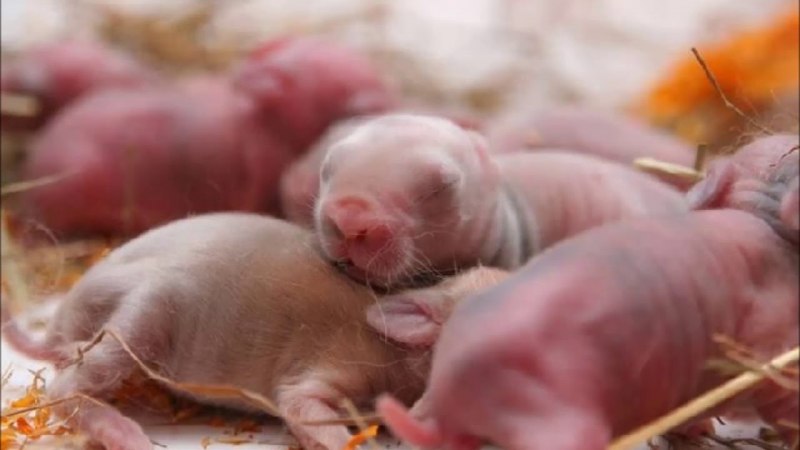 Новорожденный кролик