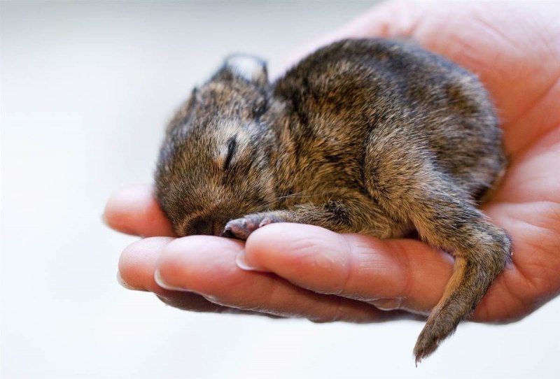 Новорожденные Зайчата