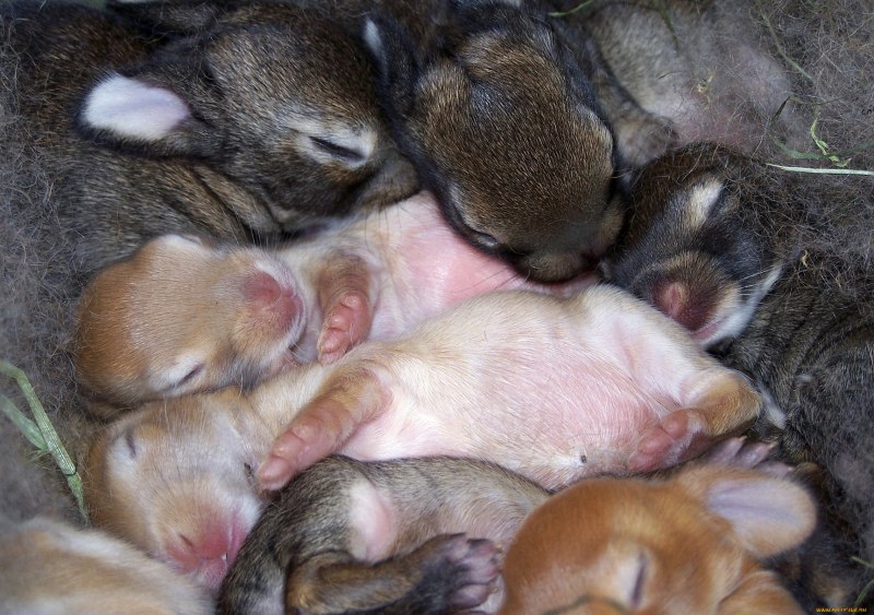 Новорождённые крольчата