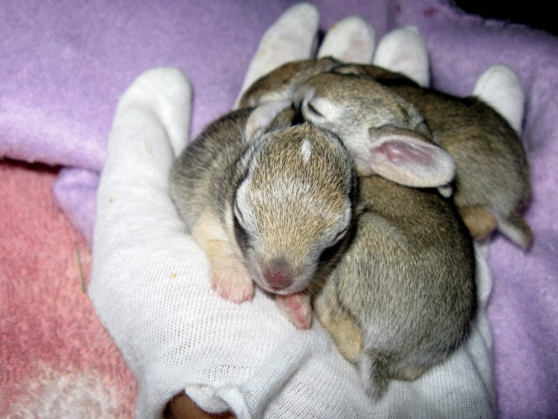 Новорожденный кролик