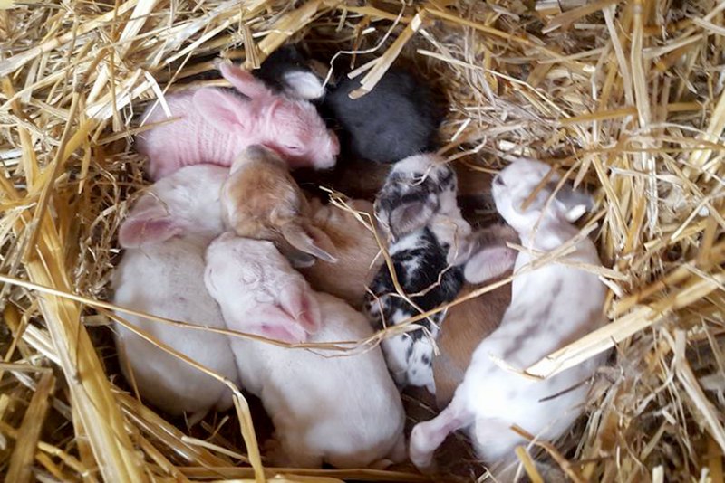 Домашние кролики Новорожденные