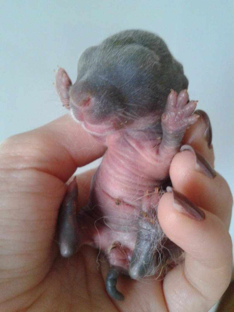 Крольчата Новорожденные