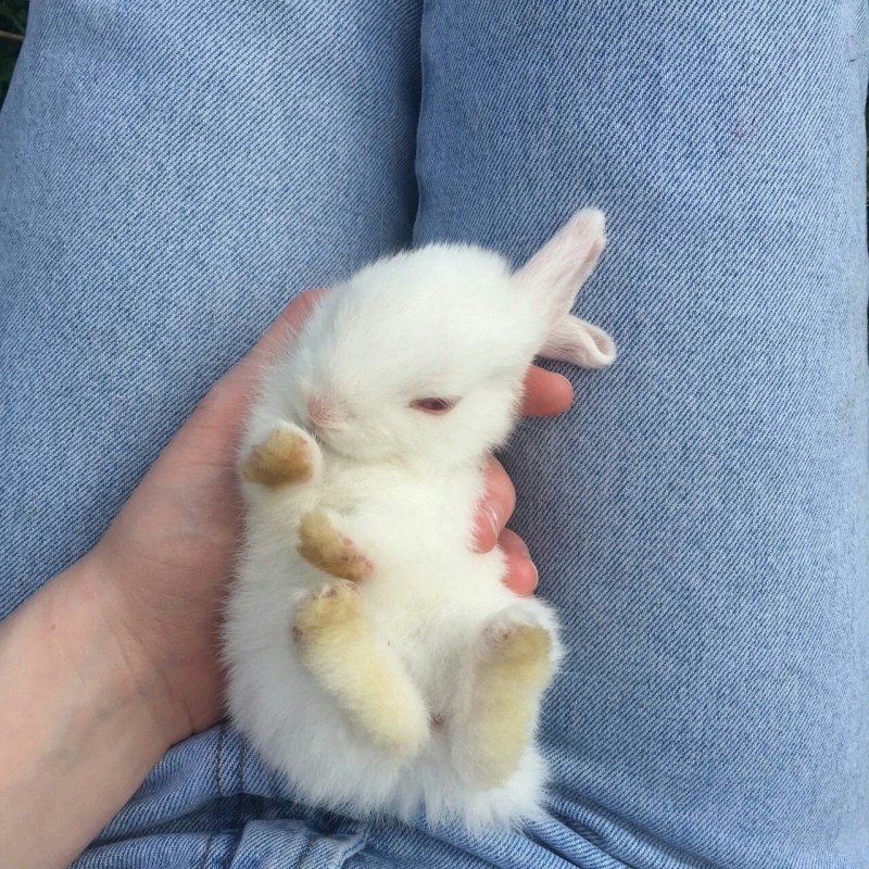 Новорожденный кролик