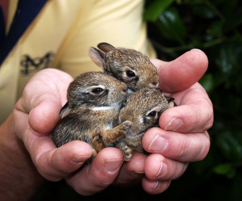 Милые кролики