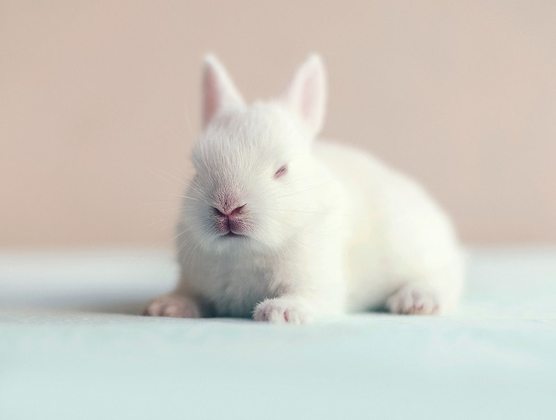 Фотосессия новорожденных