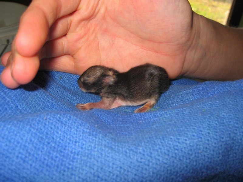 Крольчата Новорожденные