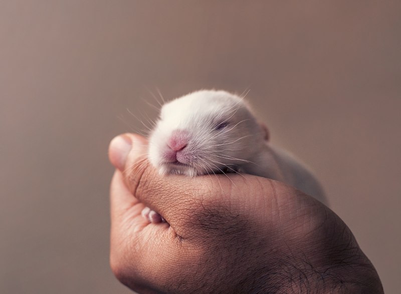 Крольчата Новорожденные