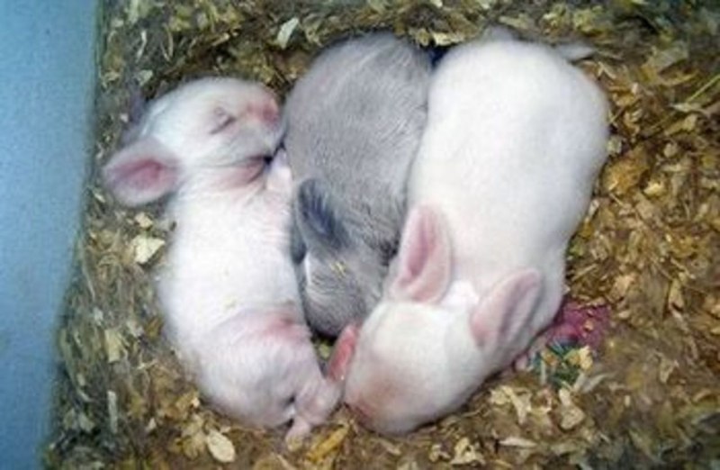 Кролики плодятся