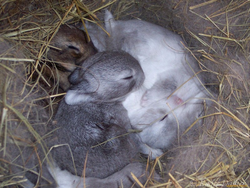 Карликовые кролики Новорожденные