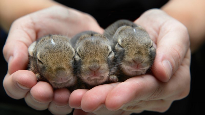 Маленькие крольчата