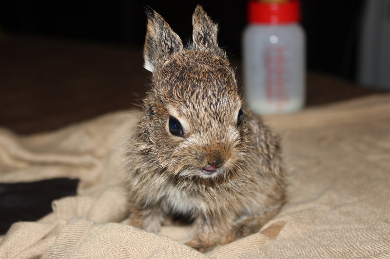 Новорожденный зайчик