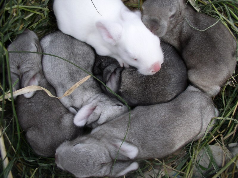 Маленький зайчик