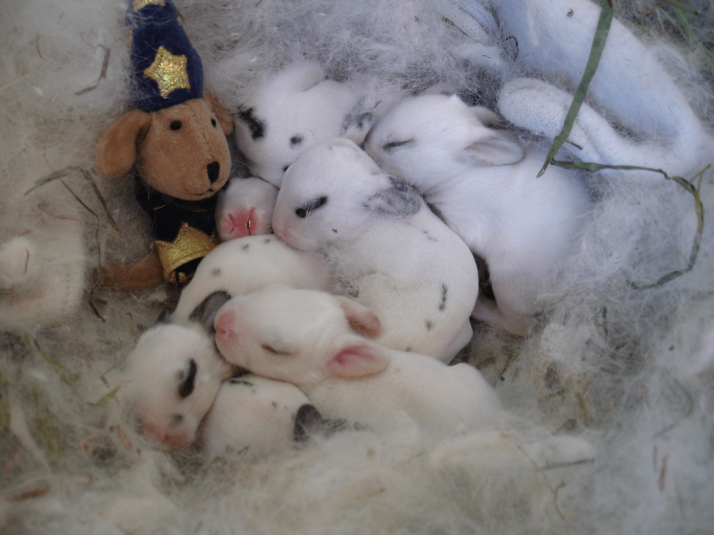 Милые кролики малыши