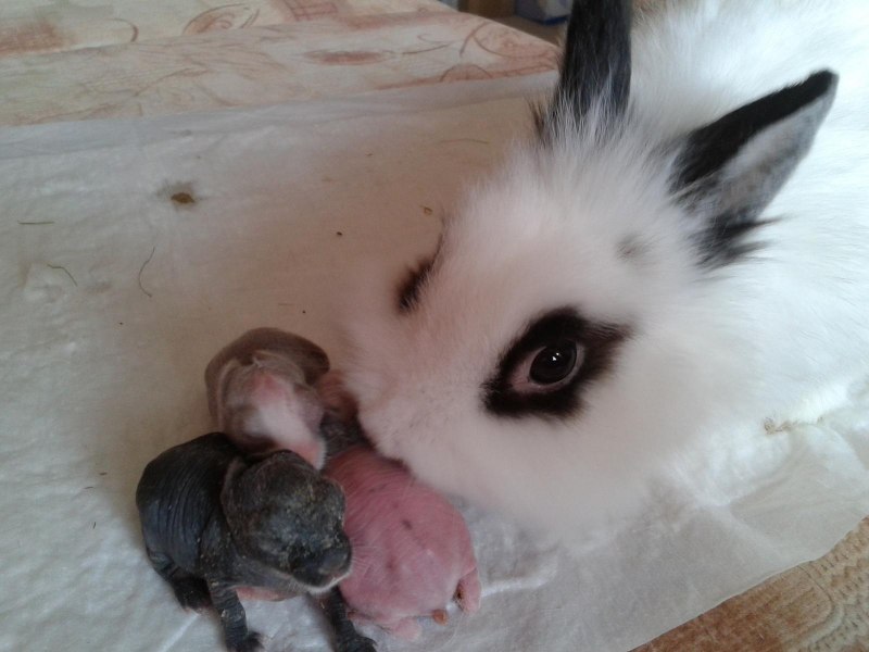 Только родившиеся кролики