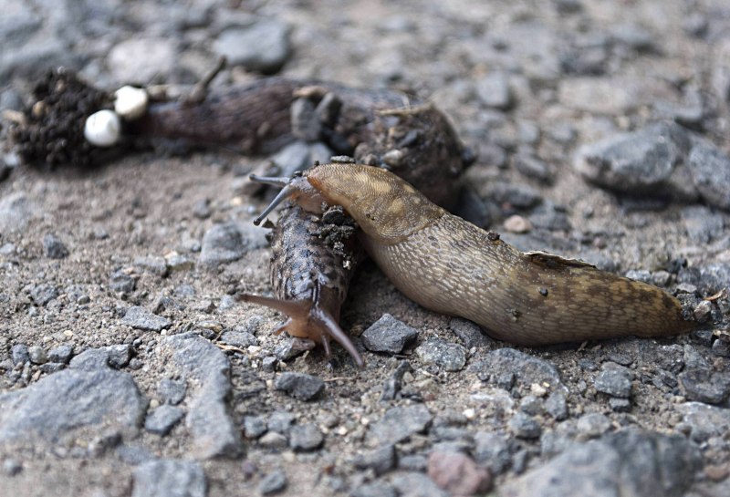 Зеленая улитка Грин snall