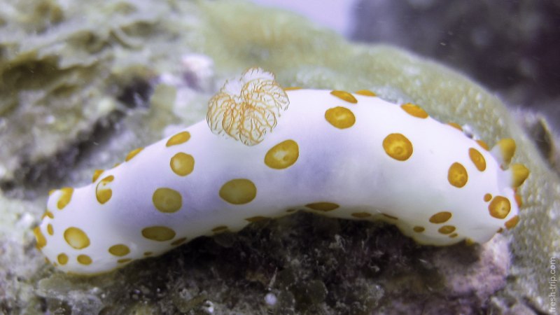 Моллюски СЛИЗНЯК Голожаберник