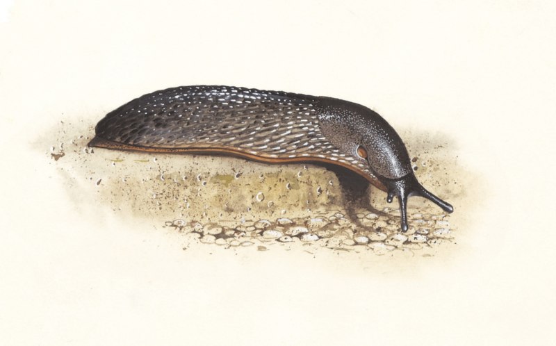 Морской СЛИЗНЯК Голожаберник